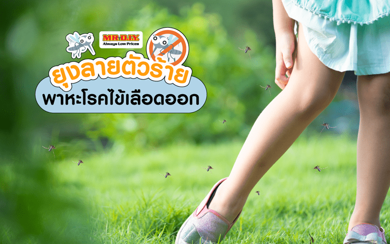 ยุงลายตัวร้าย พาหะโรคไข้เลือดออก